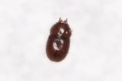 Cis rotundulus by (c) Brandon Johnson, some rights reserved (CC BY), uploaded by Brandon Johnson. Used under a CC-BY license.