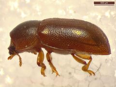 Ciidae by (c) Donald Hobern, some rights reserved (CC BY). Used under a CC-BY license.