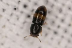 Orthocis transversatus by (c) Brandon Johnson, some rights reserved (CC BY), uploaded by Brandon Johnson. Used under a CC-BY license.