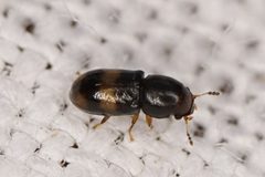 Orthocis transversatus by (c) Brandon Johnson, some rights reserved (CC BY), uploaded by Brandon Johnson. Used under a CC-BY license.