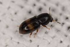 Orthocis transversatus by (c) Brandon Johnson, some rights reserved (CC BY), uploaded by Brandon Johnson. Used under a CC-BY license.