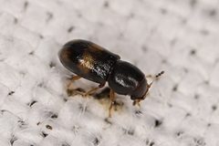 Orthocis transversatus by (c) Brandon Johnson, some rights reserved (CC BY), uploaded by Brandon Johnson. Used under a CC-BY license.