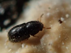 Sulcacis by (c) Alexis Tinker-Tsavalas, some rights reserved (CC BY), uploaded by Alexis Tinker-Tsavalas. Used under a CC-BY license.
