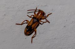 Araeodontia by (c) Jeremiah Degenhardt, some rights reserved (CC BY), uploaded by Jeremiah Degenhardt. Used under a CC-BY license.