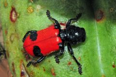 Enoclerus spinolae by (c) Tom Kennedy, some rights reserved (CC BY), uploaded by Tom Kennedy. Used under a CC-BY license.