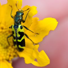Trichodes ornatus by (c) Ken-ichi Ueda, some rights reserved (CC BY). Used under a CC-BY license.