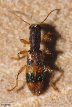 Cymatodera balteata by (c) John Rosford, some rights reserved (CC BY), uploaded by John Rosford. Used under a CC-BY license.