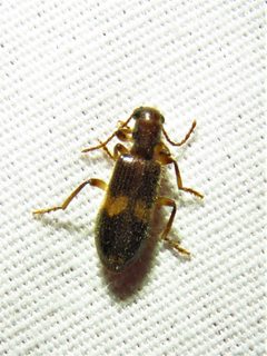 Cymatodera fuscula by (c) Annika Lindqvist, some rights reserved (CC BY), uploaded by Annika Lindqvist. Used under a CC-BY license.