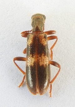 Cymatodera laevicollis by (c) jimeckert49, some rights reserved (CC BY). Used under a CC-BY license.