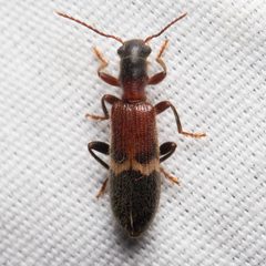 Cymatodera tricolor by (c) Ken-ichi Ueda, some rights reserved (CC BY), uploaded by Ken-ichi Ueda. Used under a CC-BY license.