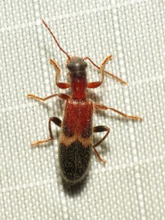 Cymatodera tricolor by (c) Katja Schulz, some rights reserved (CC BY). Used under a CC-BY license.