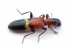 Cymatodera tricolor by (c) jimeckert49, some rights reserved (CC BY). Used under a CC-BY license.