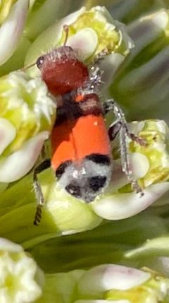 Enoclerus coccineus by (c) Emily Geest, some rights reserved (CC BY), uploaded by Emily Geest. Used under a CC-BY license.