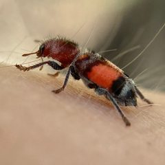 Enoclerus coccineus by (c) F. LaBry, some rights reserved (CC BY), uploaded by F. LaBry. Used under a CC-BY license.