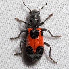 Enoclerus eximius by (c) Ken-ichi Ueda, some rights reserved (CC BY), uploaded by Ken-ichi Ueda. Used under a CC-BY license.