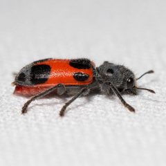 Enoclerus eximius by (c) Ken-ichi Ueda, some rights reserved (CC BY), uploaded by Ken-ichi Ueda. Used under a CC-BY license.
