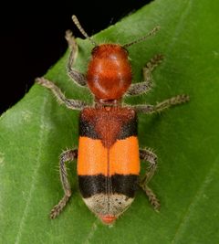 Enoclerus ichneumoneus by (c) skitterbug, some rights reserved (CC BY), uploaded by skitterbug. Used under a CC-BY license.