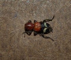 Enoclerus lunatus by (c) Gordon C. Snelling, some rights reserved (CC BY), uploaded by Gordon C. Snelling. Used under a CC-BY license.