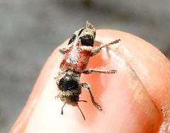 Enoclerus opifex by (c) Francisco Farriols Sarabia, some rights reserved (CC BY), uploaded by Francisco Farriols Sarabia. Used under a CC-BY license.