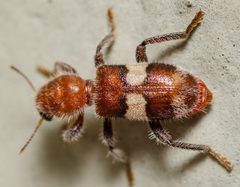 Enoclerus quadrisignatus by (c) Justin Williams, some rights reserved (CC BY), uploaded by Justin Williams. Used under a CC-BY license.
