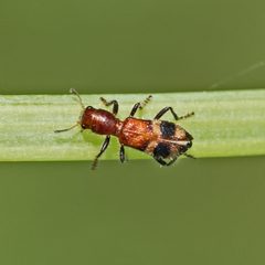 Enoclerus rosmarus by (c) Bill Keim, some rights reserved (CC BY). Used under a CC-BY license.