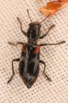 Enoclerus schaefferi by (c) Trevor Van Loon, some rights reserved (CC BY), uploaded by Trevor Van Loon. Used under a CC-BY license.