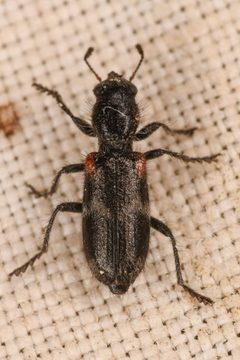 Enoclerus schaefferi by (c) Trevor Van Loon, some rights reserved (CC BY), uploaded by Trevor Van Loon. Used under a CC-BY license.