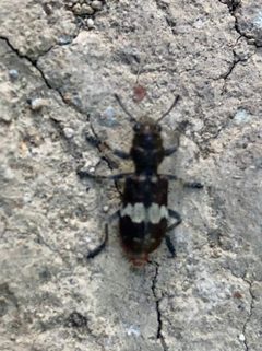 Enoclerus sphegeus by no rights reserved. Used under a CC0 license.