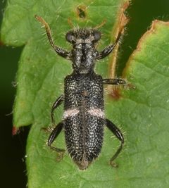 Hydnocerinae by (c) skitterbug, some rights reserved (CC BY), uploaded by skitterbug. Used under a CC-BY license.