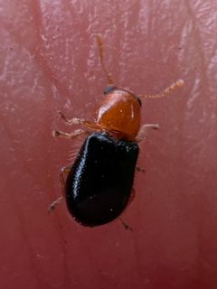 Lebasiella pallipes by (c) Rich Sommer, some rights reserved (CC BY), uploaded by Rich Sommer. Used under a CC-BY license.