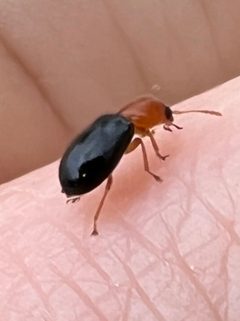 Lebasiella pallipes by (c) Rich Sommer, some rights reserved (CC BY), uploaded by Rich Sommer. Used under a CC-BY license.