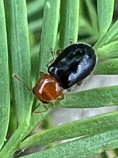 Lebasiella pallipes by (c) Rich Sommer, some rights reserved (CC BY), uploaded by Rich Sommer. Used under a CC-BY license.