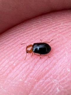 Lebasiella pallipes by (c) Rich Sommer, some rights reserved (CC BY), uploaded by Rich Sommer. Used under a CC-BY license.