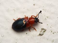 Necrobia ruficollis by (c) Tom, some rights reserved (CC BY), uploaded by Tom. Used under a CC-BY license.