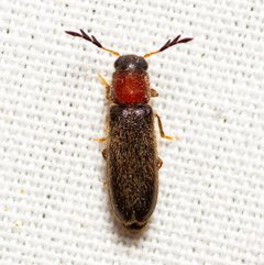 Neorthopleura texana by (c) Justin Williams, some rights reserved (CC BY), uploaded by Justin Williams. Used under a CC-BY license.