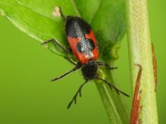 Pelonides quadripunctata by (c) Sam Kieschnick, some rights reserved (CC BY), uploaded by Sam Kieschnick. Used under a CC-BY license.