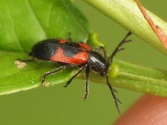 Pelonides quadripunctata by (c) Sam Kieschnick, some rights reserved (CC BY), uploaded by Sam Kieschnick. Used under a CC-BY license.