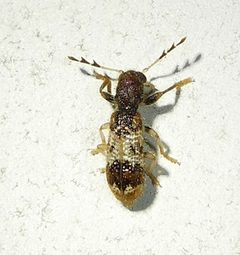 Pelonium leucophaeum by (c) Wendy McCrady, some rights reserved (CC BY), uploaded by Wendy McCrady. Used under a CC-BY license.