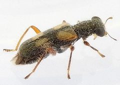 Phyllobaenus arizonicus by (c) jimeckert49, some rights reserved (CC BY). Used under a CC-BY license.