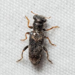 Phyllobaenus subaeneus by (c) Justin Williams, some rights reserved (CC BY), uploaded by Justin Williams. Used under a CC-BY license.