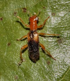 Phyllobaenus verticalis by (c) Gordon C. Snelling, some rights reserved (CC BY), uploaded by Gordon C. Snelling. Used under a CC-BY license.