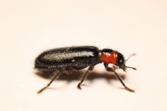 Placopterus thoracicus by (c) DiegoH, some rights reserved (CC BY), uploaded by DiegoH. Used under a CC-BY license.