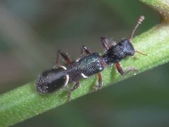 Tarsosteninae by (c) Mark Ridgway, some rights reserved (CC BY), uploaded by Mark Ridgway. Used under a CC-BY license.