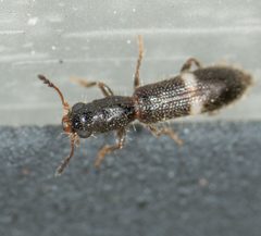 Tarsostenus univittatus by no rights reserved, uploaded by Jesse Rorabaugh. Used under a CC0 license.