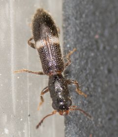 Tarsostenus univittatus by no rights reserved, uploaded by Jesse Rorabaugh. Used under a CC0 license.