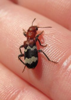 Thanasimus dubius by (c) Jake McCumber, some rights reserved (CC BY), uploaded by Jake McCumber. Used under a CC-BY license.