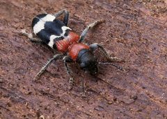 Thanasimus formicarius by (c) Frank Vassen, some rights reserved (CC BY). Used under a CC-BY license.