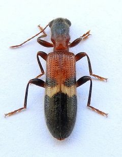 Cymatodera by (c) jimeckert49, some rights reserved (CC BY). Used under a CC-BY license.