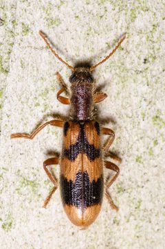 Cymatodera by (c) Justin Williams, some rights reserved (CC BY), uploaded by Justin Williams. Used under a CC-BY license.