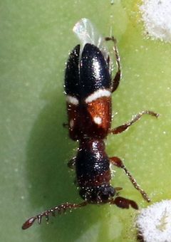 Neocallotillus by (c) Catherine C. Galley, some rights reserved (CC BY), uploaded by Catherine C. Galley. Used under a CC-BY license.